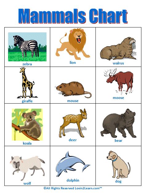 an animal chart with different types of animals