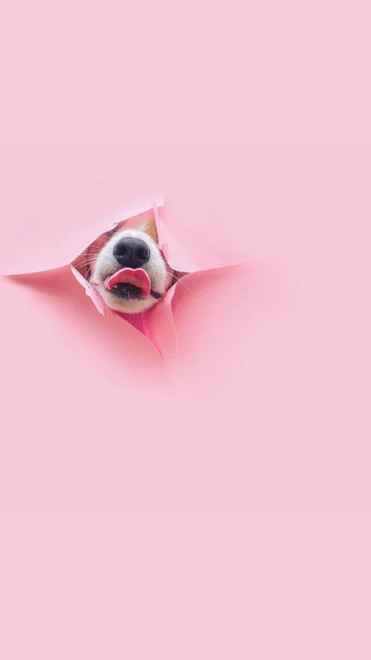 a dog sticking its head out of a hole in pink paper