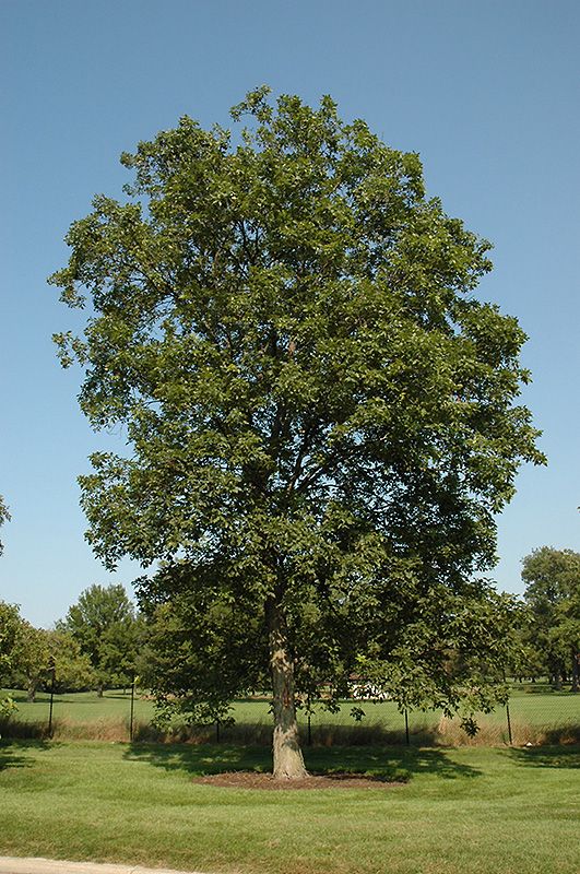 a large tree sitting in the middle of a lush green field