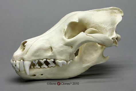 an animal's skull is shown on a gray background with the words bcbc04 siberian wolf skull