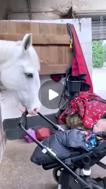 a white horse standing next to a baby in a stroller