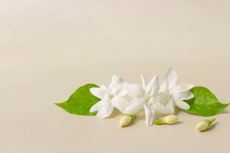 some white flowers and green leaves on a light colored surface with space for the text