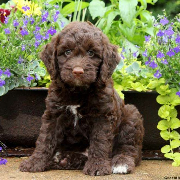 a brown puppy sitting in front of some flowers