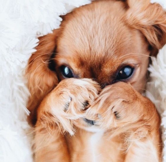 a small brown dog laying on top of a white rug with its paws in the air