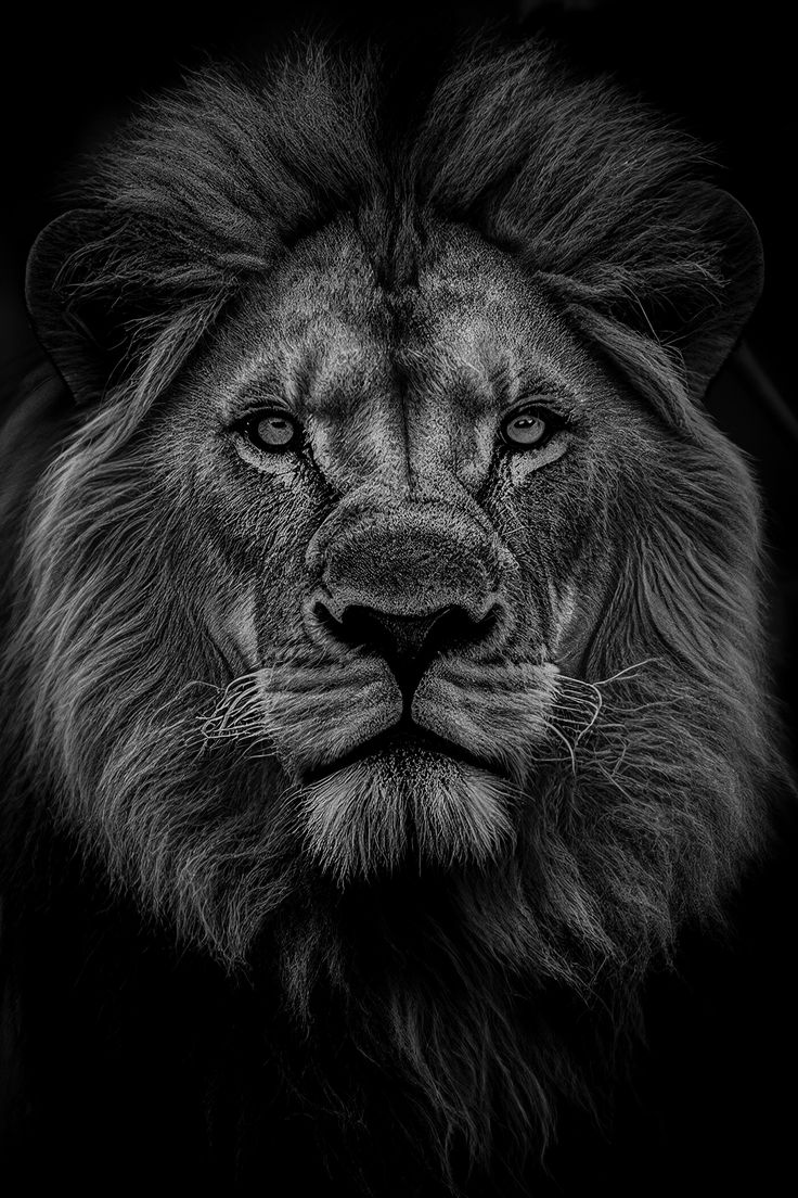 mono portrait of a male lion Lion Pictures Black And White, Lion In Black And White, Lion Profile Picture, Lion Black And White Photography, Motivational Quotes Lion, Lion Portrait Photography, Majestic Tattoos, King Mentality, Inspirational Quotes Strength