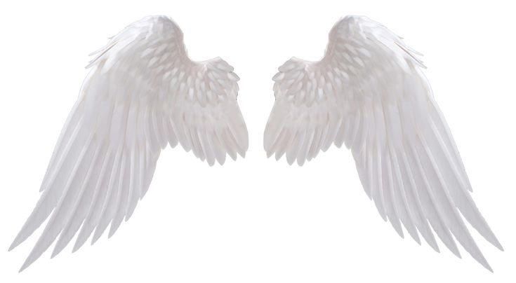 two white angel wings on a white background