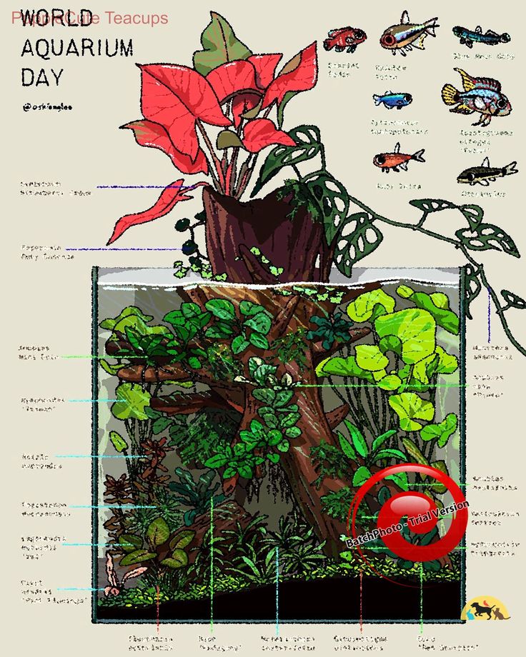 the diagram shows how to grow and care for plants in an aquarium or fish tank