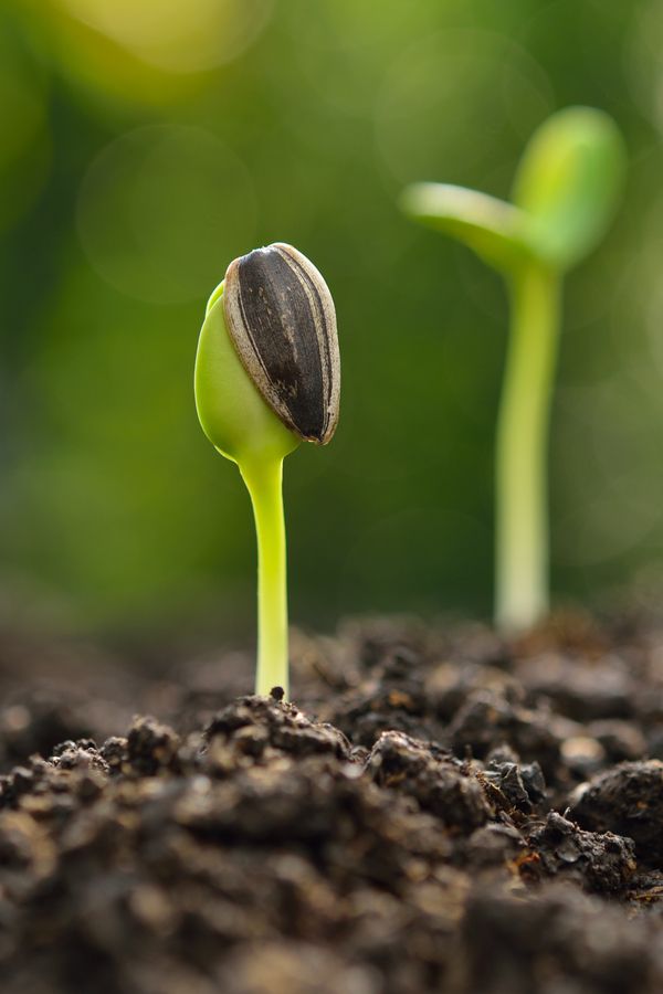 two seedlings sprouting from the ground with dirt and grass in the background