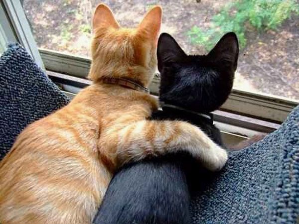 two cats sitting next to each other looking out the window