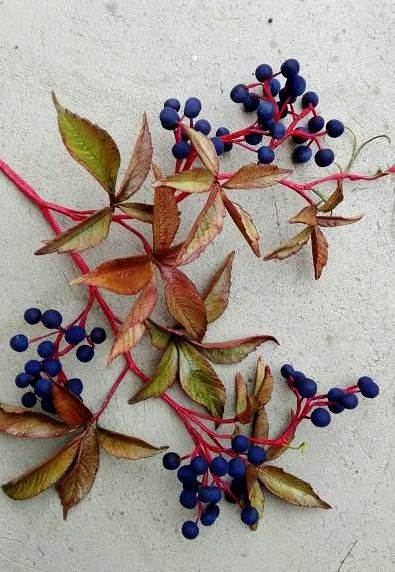 some blue berries are laying on the ground next to red and green stems with leaves