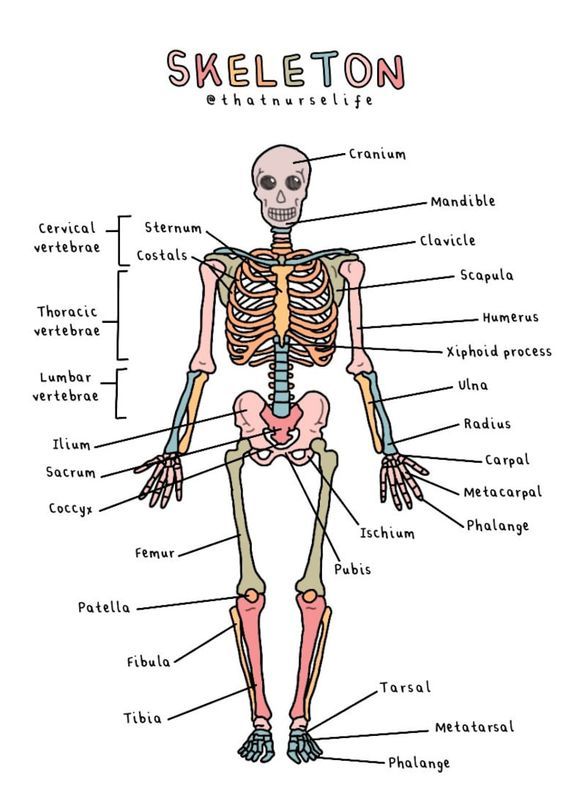 the skeletal skeleton and its major bones are labeled in this diagram, with labels on each side