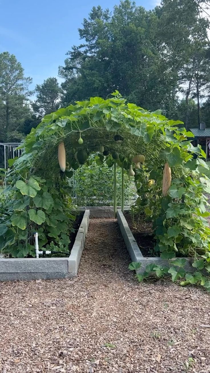 an outdoor garden with lots of plants growing in it