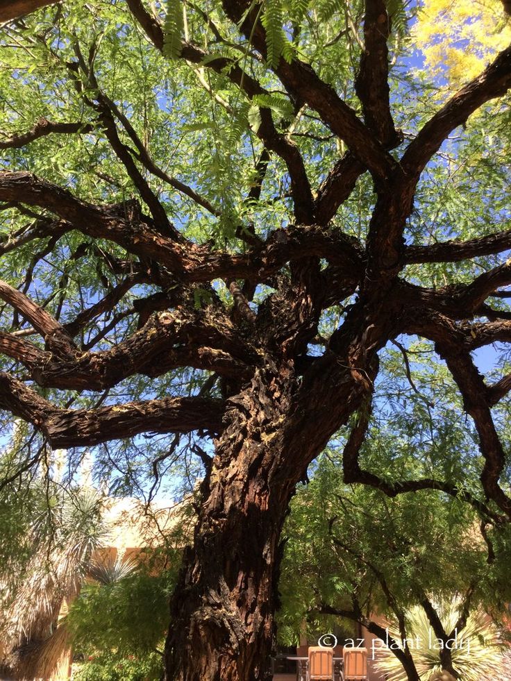 a large tree with lots of green leaves on it's branches and the sky in the background