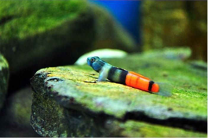 an orange and black slug crawling on mossy rocks