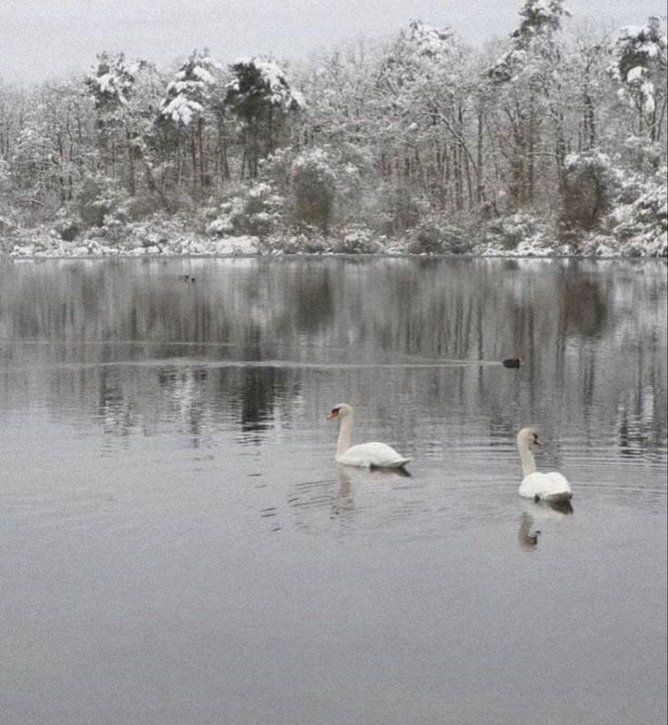 two swans are swimming in the water on a snowy day with trees and bushes behind them