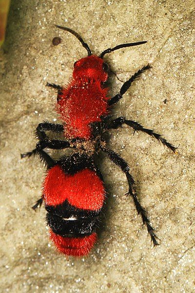 a red and black bug sitting on the ground