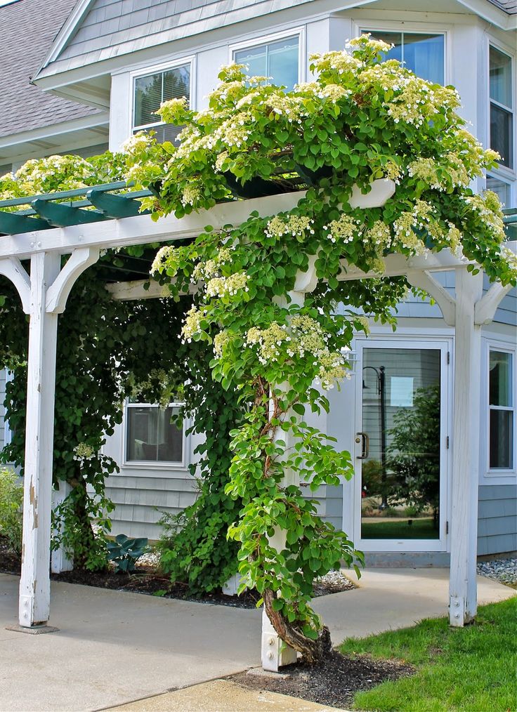 an arbor with white flowers on it in front of a house