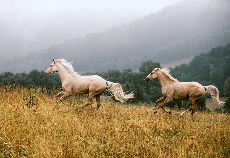 two white horses running in the grass