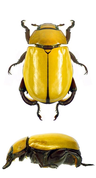 two different types of beetles on a white background, one is yellow and the other is brown