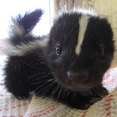 a black and white striped skunket sitting on top of a bed next to a window