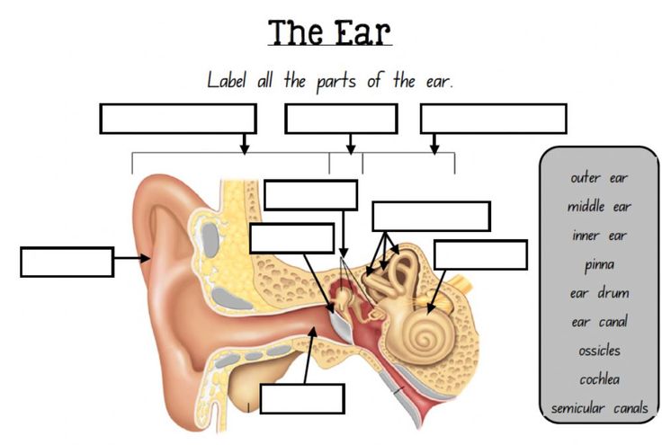 the ear labeled all the parts of the ear