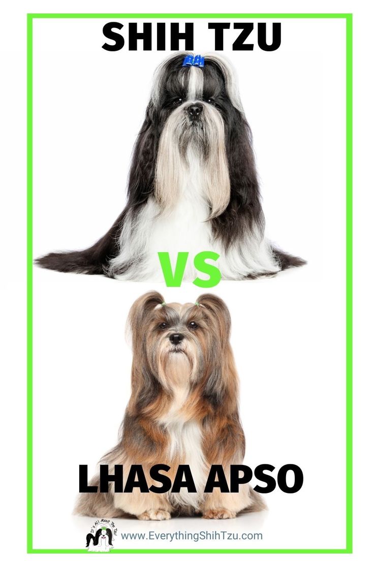 shih tzu vs lhasa apso which one is best for you?