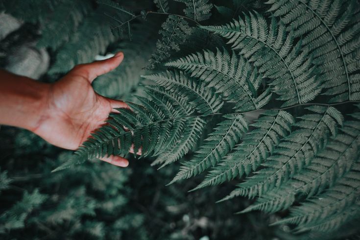 a person's hand reaching for a fern leaf