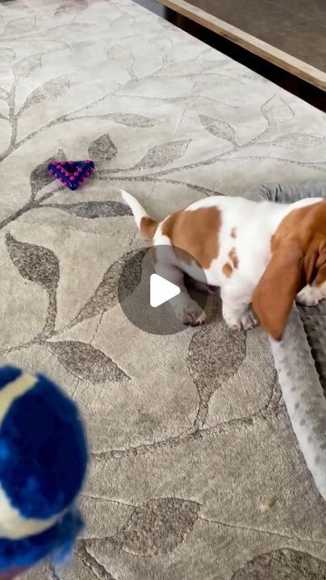 a dog is playing with a ball on the floor