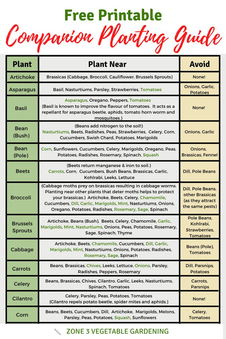 Free companion planting printable guide. Herb Companion Planting, Gardening Printables, Planting Chart, Companion Planting Guide, Companion Planting Chart, Companion Planting Vegetables, Companion Gardening, Garden Companion Planting, Tattoo Plant