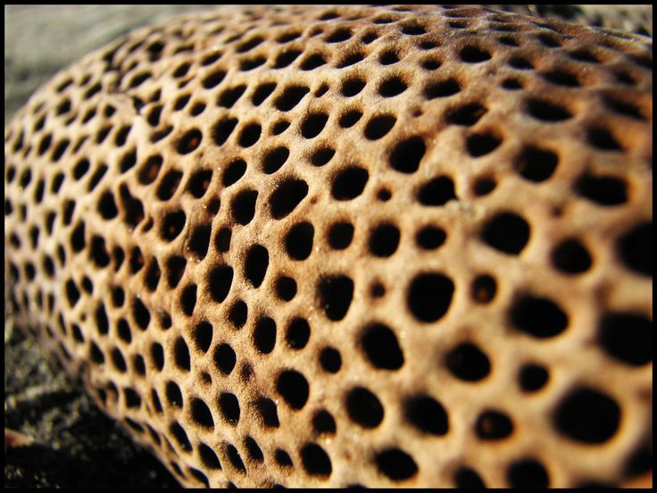 a rock with holes in it sitting on the ground