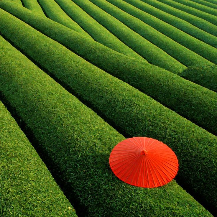 an orange umbrella sitting in the middle of a green field with rows of grass on each side