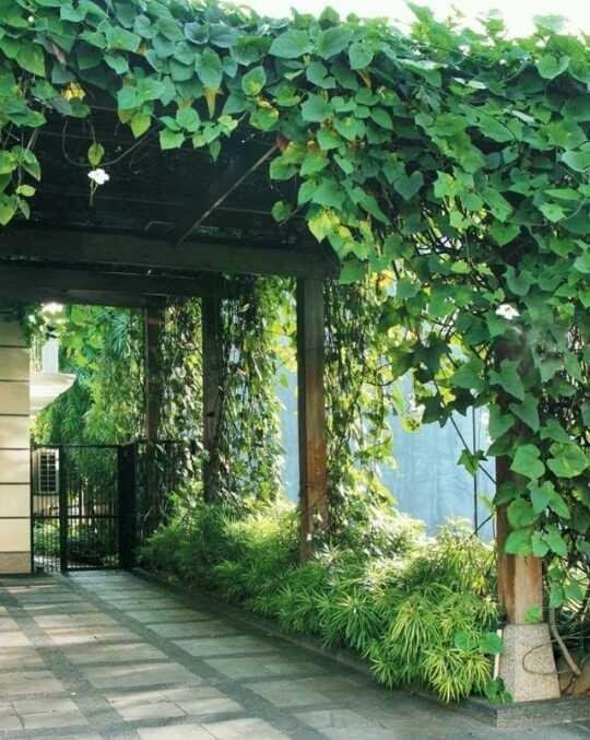 an outdoor covered area with lots of greenery on the walls and walkway leading up to it