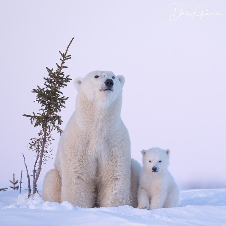 two polar bears sitting in the snow next to a small tree and one is looking off into the distance