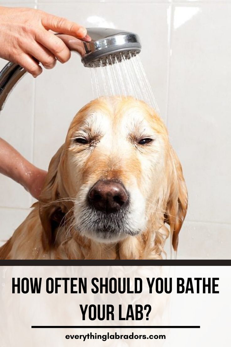 a dog is being washed in the shower