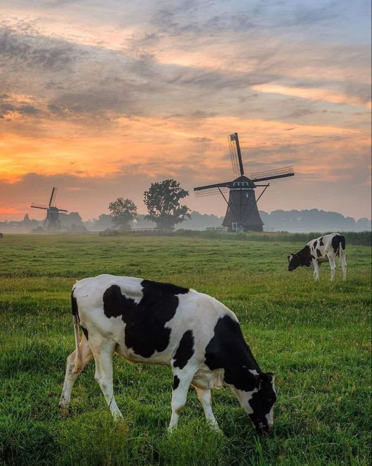 two cows grazing in a field with windmills in the background at sunset or dawn