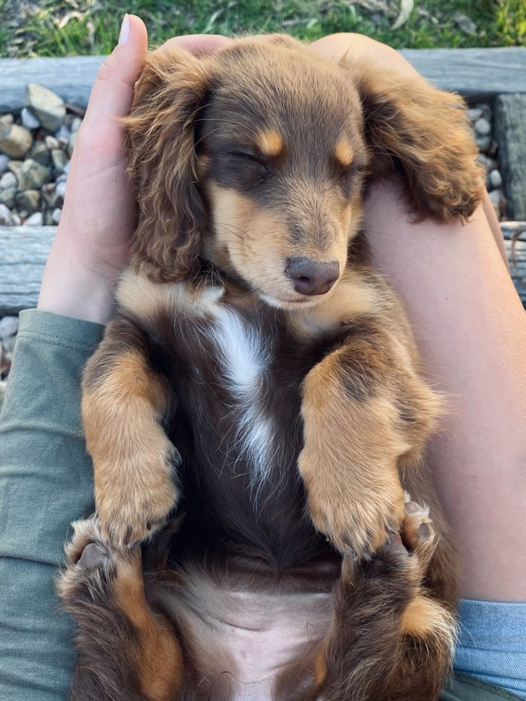 a person holding a small puppy in their lap with both hands on the dog's head