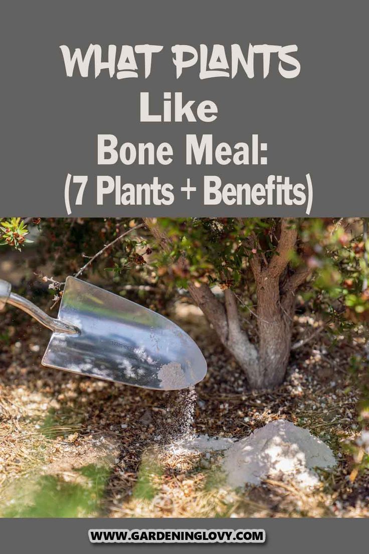 an advertisement for what plants like bone meal 7 plants + benefits by gardeninglovy com