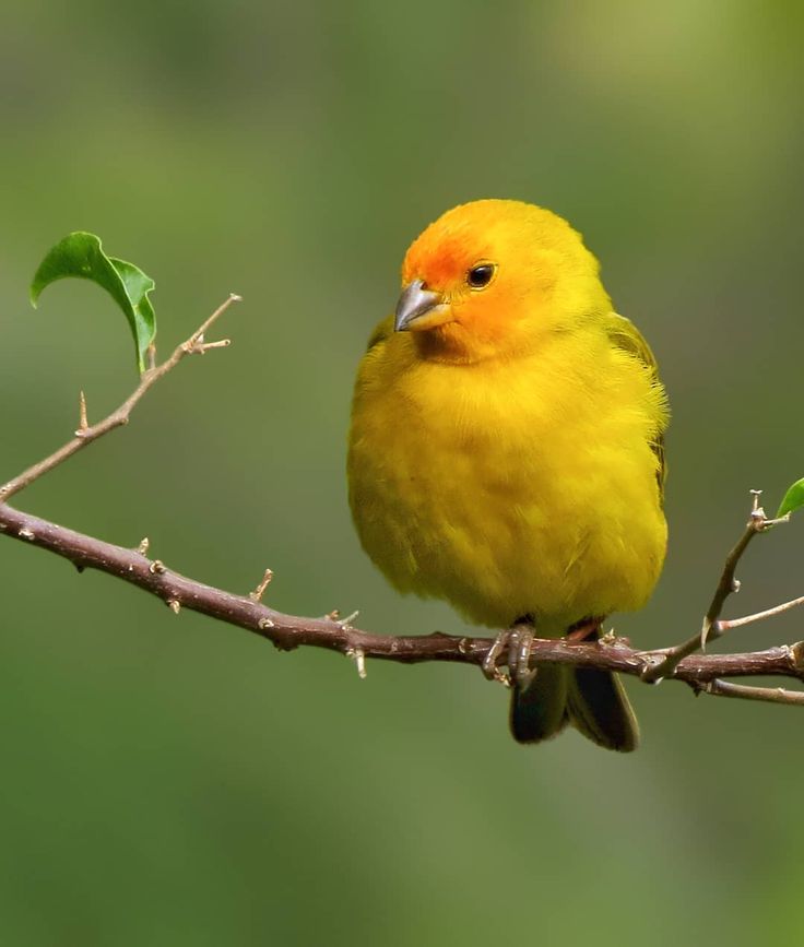 a yellow bird sitting on top of a tree branch