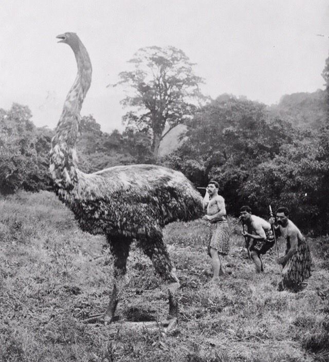 an ostrich is walking in the grass with two men