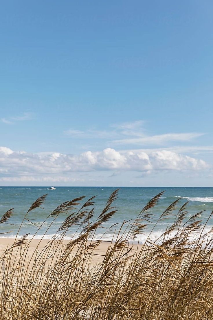 some brown grass and water on a beach