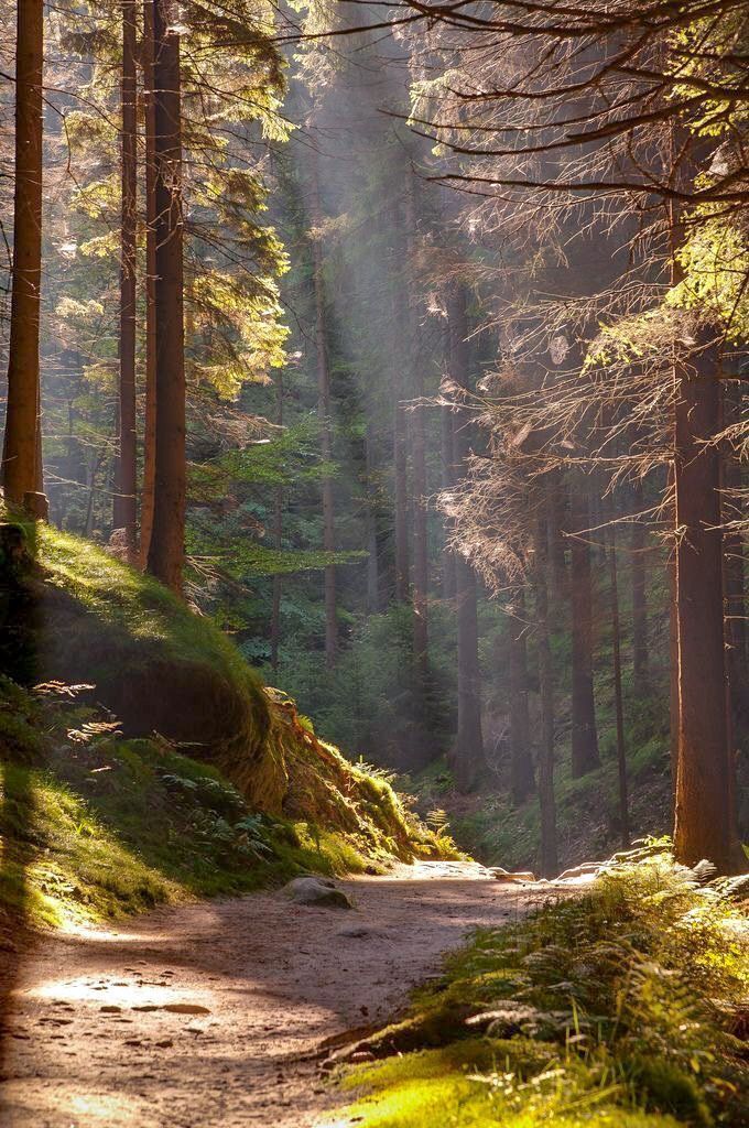 the sun shines through the trees in the forest on a dirt path surrounded by green grass and tall pine trees