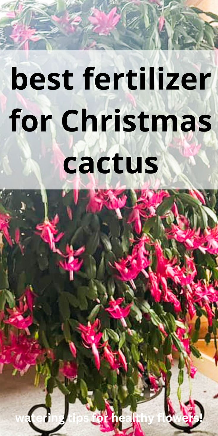 huge christmas cactus plant that has been fertilized Christmas Cactus Flower, Christmas Cactus Propagation, Christmas Cactus Care, Christmas Cactus Plant, Cactus House Plants, Easter Cactus, Thanksgiving Cactus, Holiday Cactus, Cactus Care