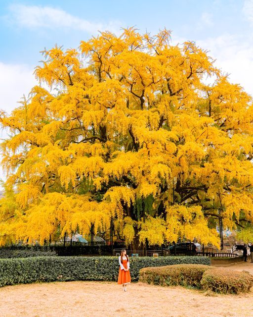 two people standing under a large yellow tree