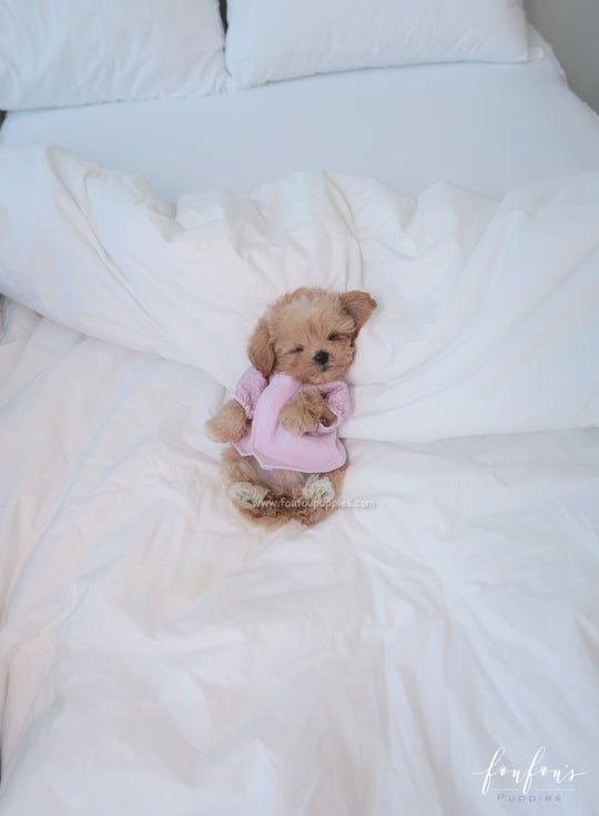 a small teddy bear sitting on top of a white bed covered in sheets and pillows