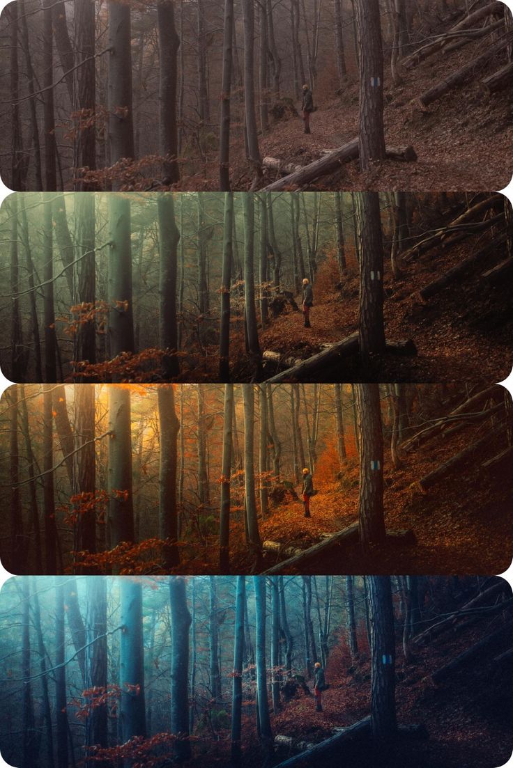 four different pictures of trees in the woods