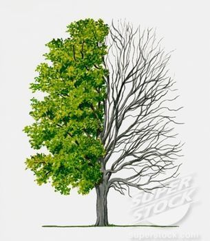 an image of two trees with green leaves on each tree and the same tree without leaves