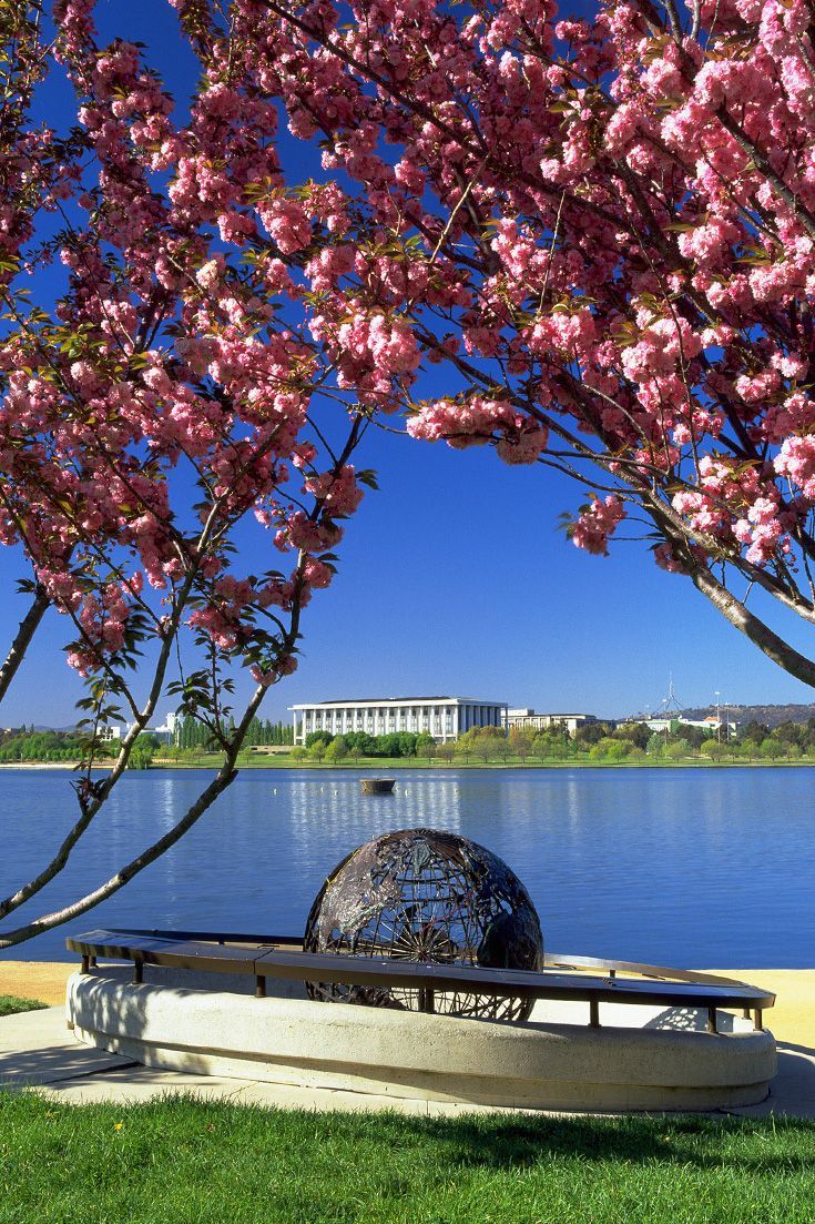 a bench sitting next to the water under a tree with pink flowers on it and a building in the background