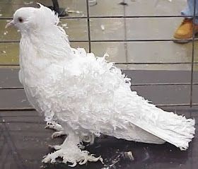 a white bird standing on top of a wet ground next to a person's feet