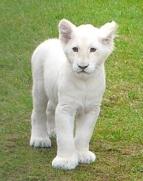 a baby white lion standing on top of a lush green field