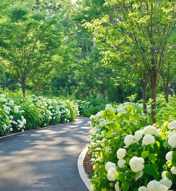 a paved road surrounded by lush green trees and white hydrangeas on either side